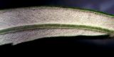 Artemisia selengensis