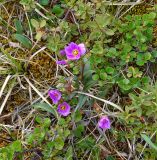 Claytonia acutifolia