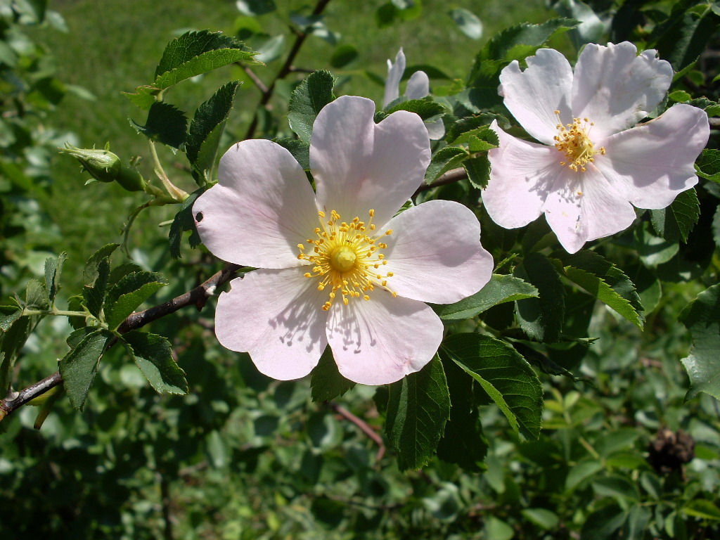 Image of Rosa balsamica specimen.