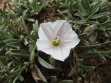 Convolvulus ammannii