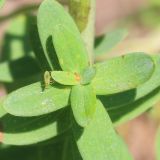 Hypericum perforatum