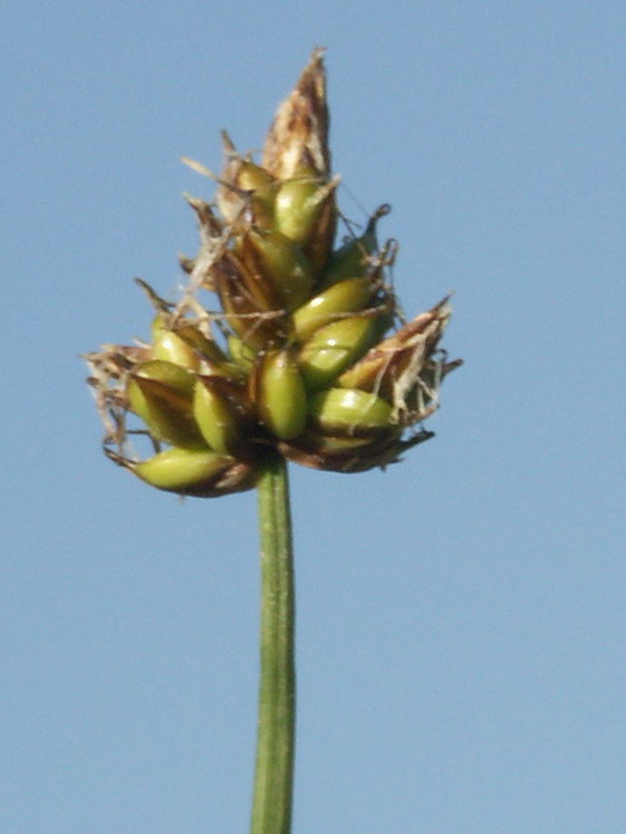 Изображение особи Carex chordorrhiza.