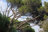 Pinus pinea. Часть кроны взрослого дерева. Крым, пос. Алупка, Воронцовский парк, в культуре. 1 августа 2013 г.