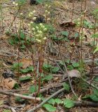 Pyrola chlorantha