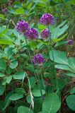 Allium rotundum