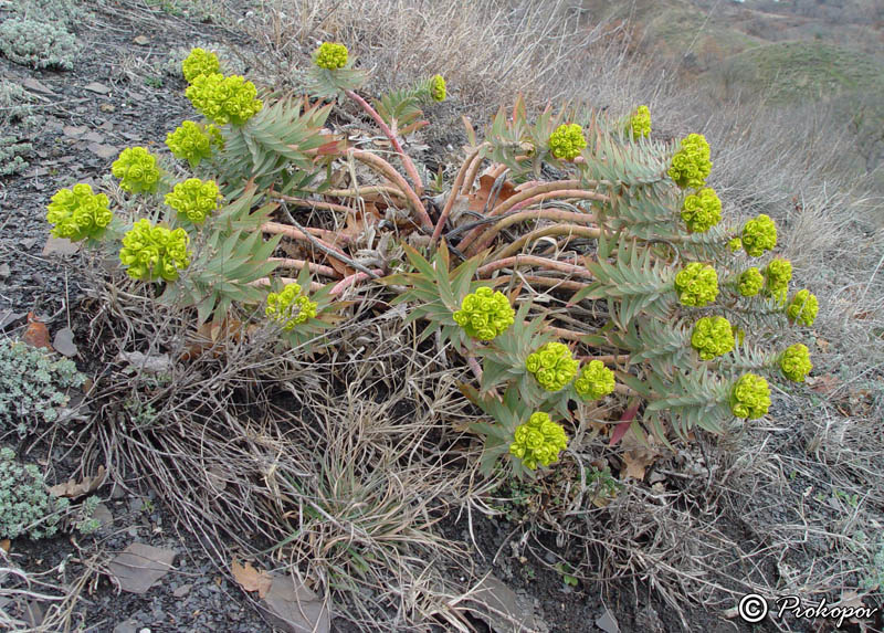 Изображение особи Euphorbia rigida.