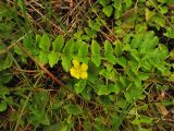 Lysimachia nummularia. Побеги с цветком. Нидерланды, провинция Drenthe, Yde, заказник Hondstong, обсыхающий берег временного водоёма. 12 июня 2008 г.