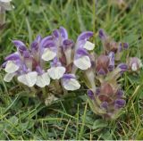 Scutellaria alpina