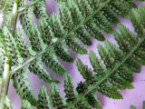 Athyrium filix-femina