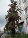 Sorbus aucuparia. Обильно плодоносящее дерево. Мурманская обл., пгт Росляково, палисадник. 12.09.2014.