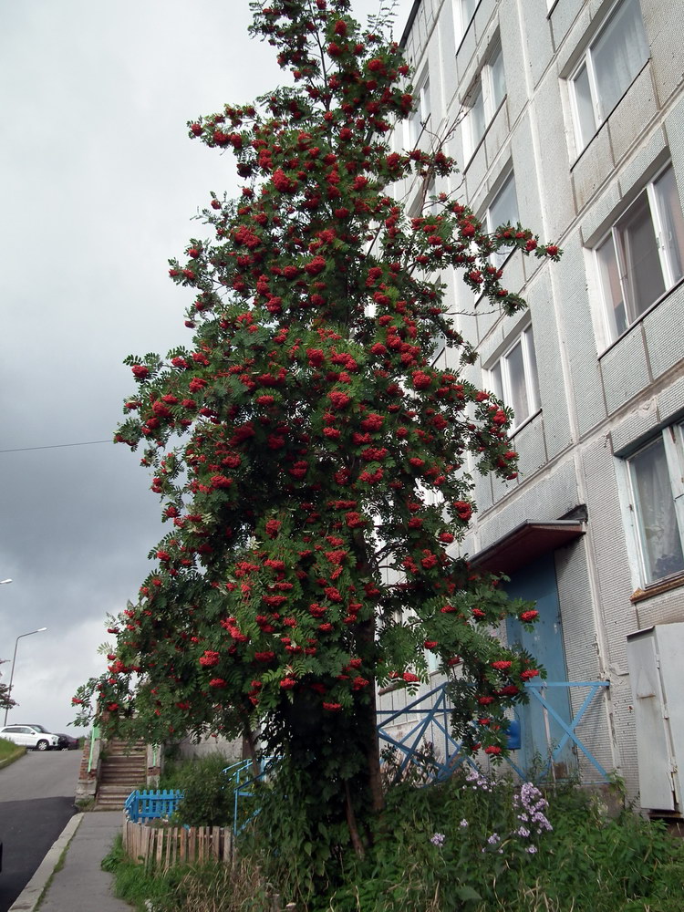 Изображение особи Sorbus aucuparia.