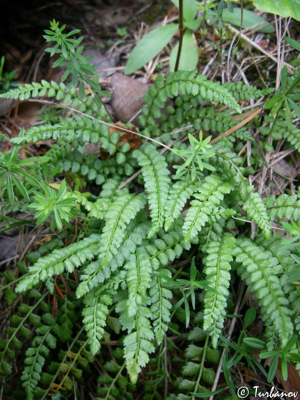 Изображение особи Asplenium viride.