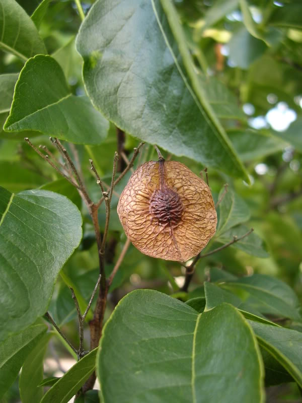 Изображение особи Ptelea trifoliata.