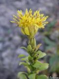 Solidago подвид taurica