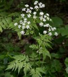 Anthriscus sylvestris. Верхушка цветущего растения. Татарстан, Лениногорский р-н, смешанный лес. 13.06.2015.