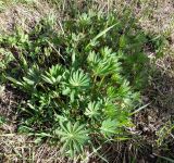 Lupinus polyphyllus. Начало вегетативного роста. Мурманск, микрор-н Росляково, посадки. 18.05.2016.