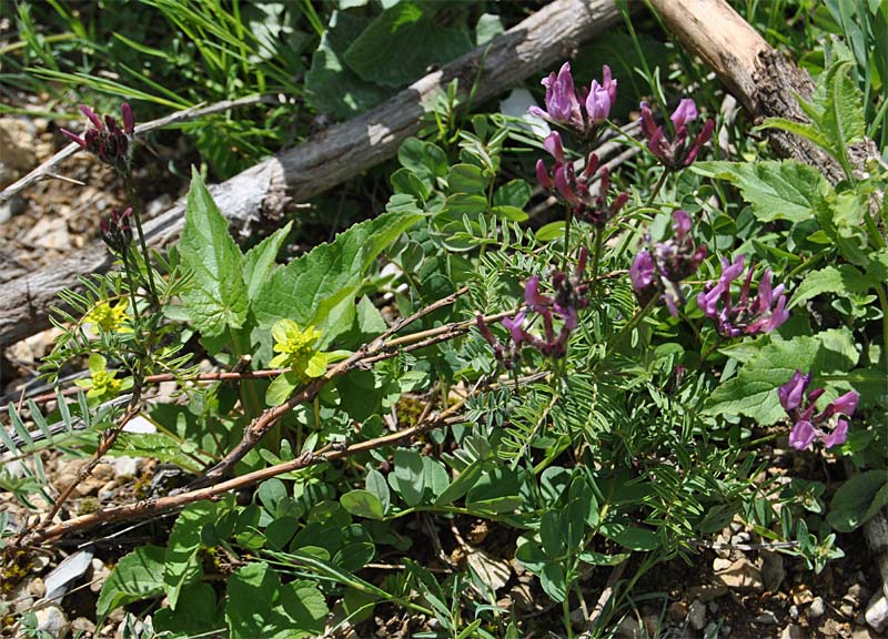 Изображение особи Astragalus cornutus.