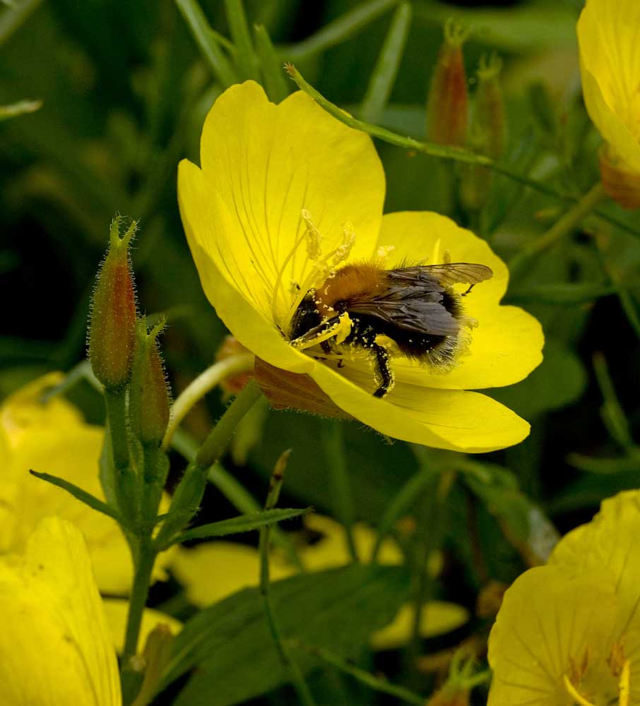 Изображение особи Oenothera pilosella.