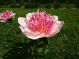 Paeonia lactiflora