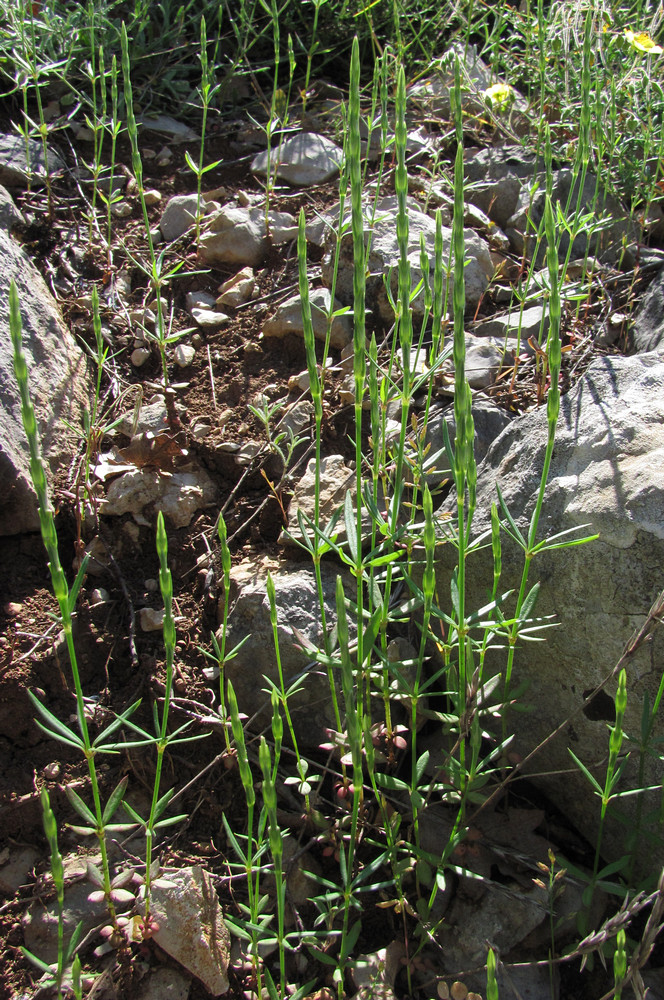 Image of Crucianella latifolia specimen.