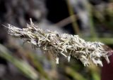 Sesleria alba