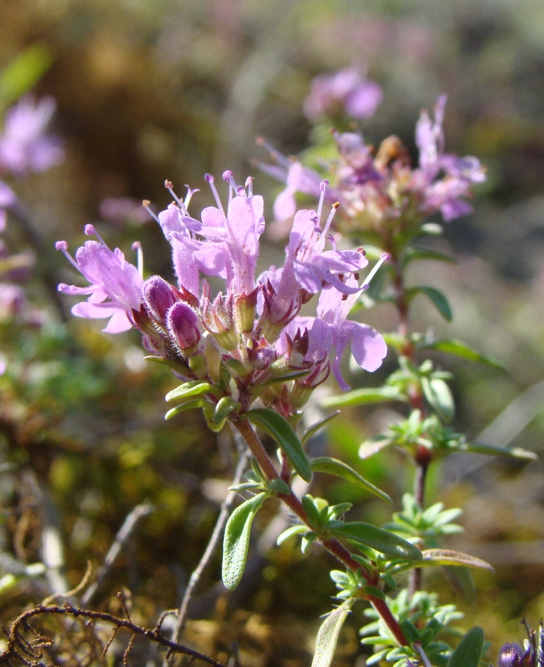 Изображение особи Thymus dubjanskyi.