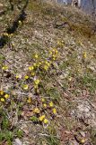 Tussilago farfara