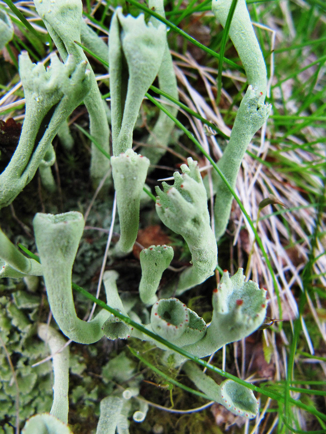 Изображение особи Cladonia deformis.