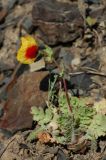 Glaucium elegans