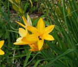 Hemerocallis middendorffii