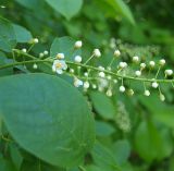 Padus virginiana. Часть зацветающего соцветия и лист. Московская обл., Раменский р-н, пос. Ильинский, самосев на дачном участке. 28.05.2017.