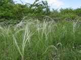 род Stipa