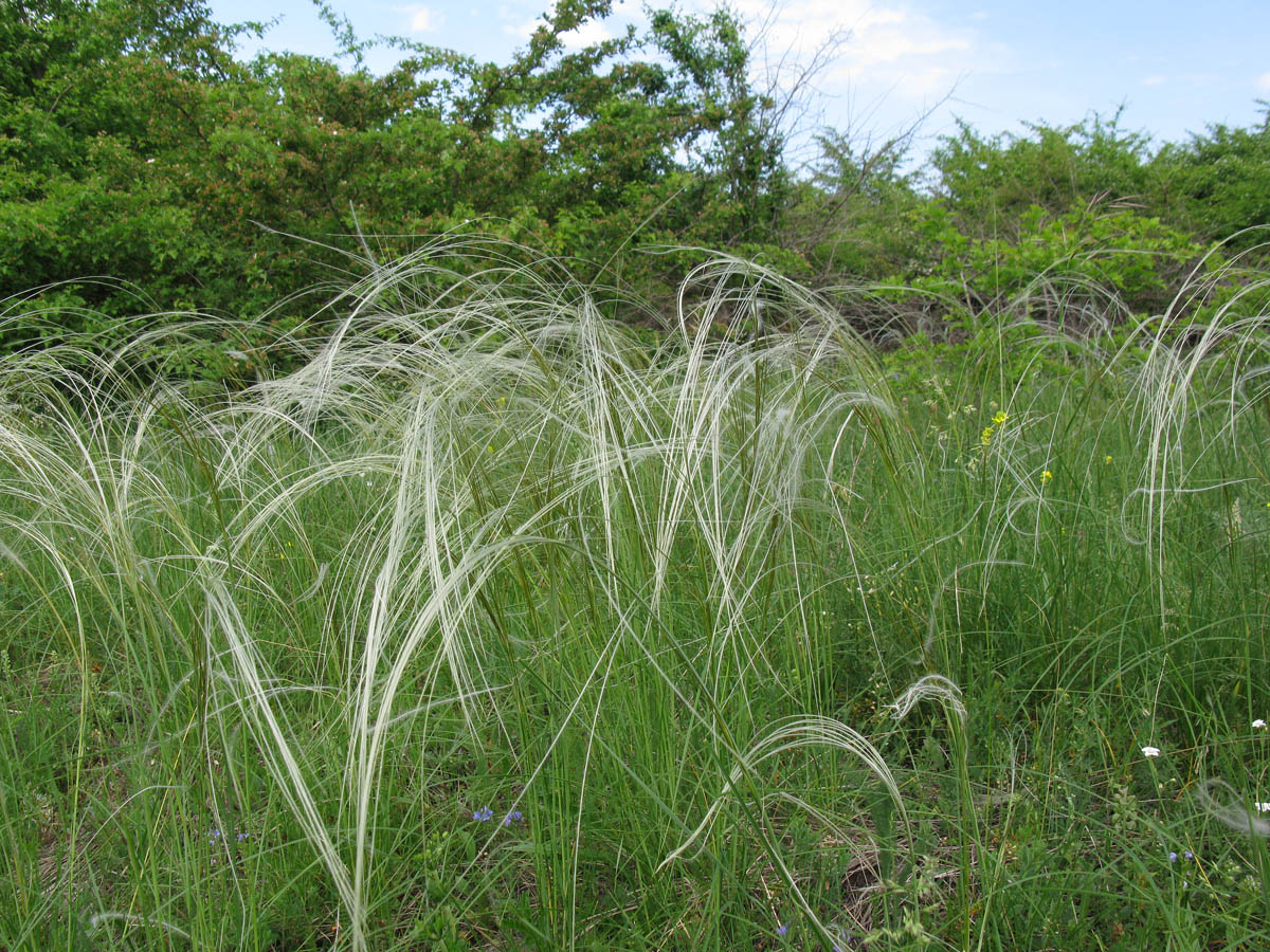 Изображение особи род Stipa.