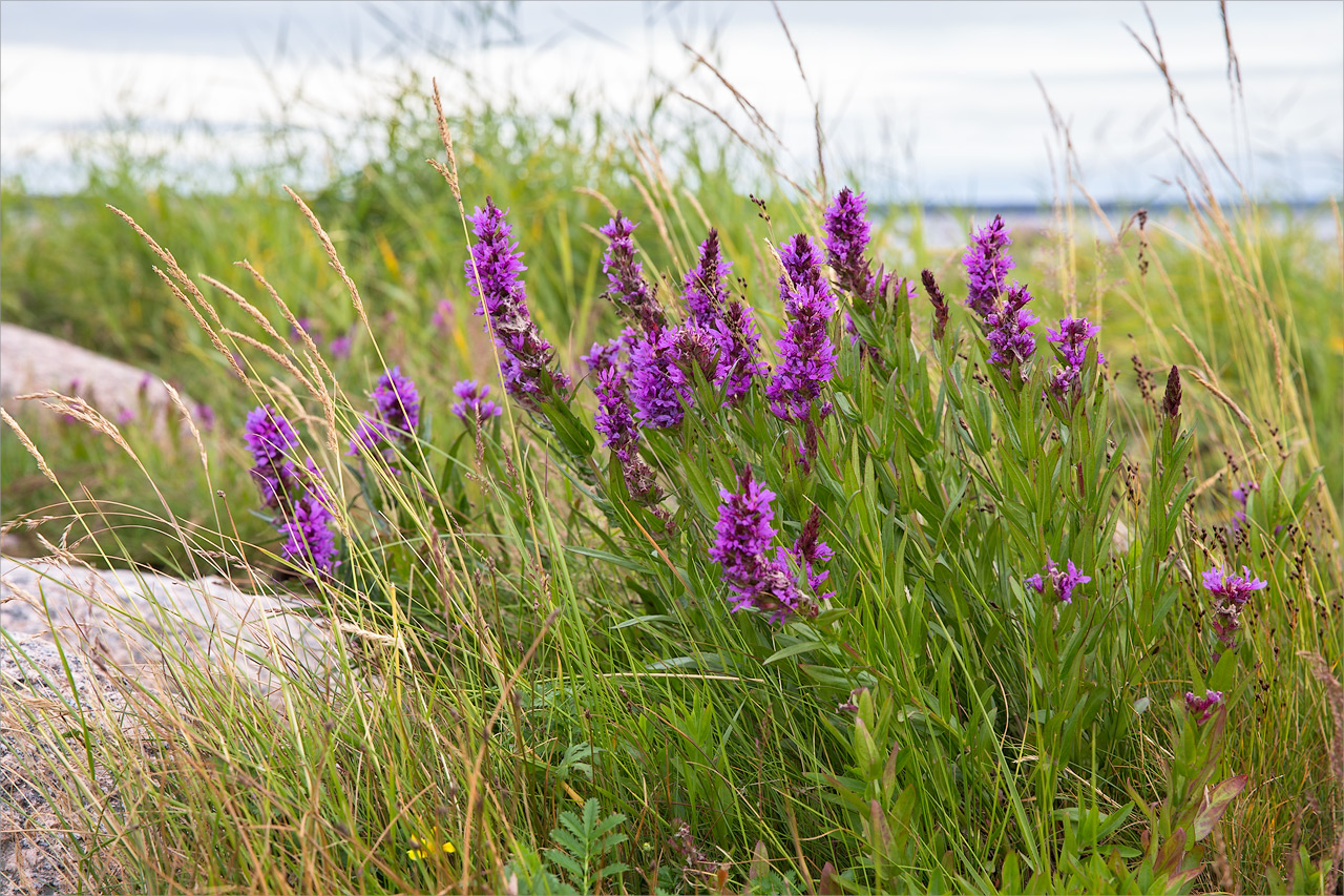 Изображение особи Lythrum salicaria.