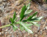 Artemisia arctica подвид ehrendorferi. Лист. Чукотка, Билибинский р-н, окр. г. Билибино, сопка Орбита, щебнистый водораздел. 07.07.2018.