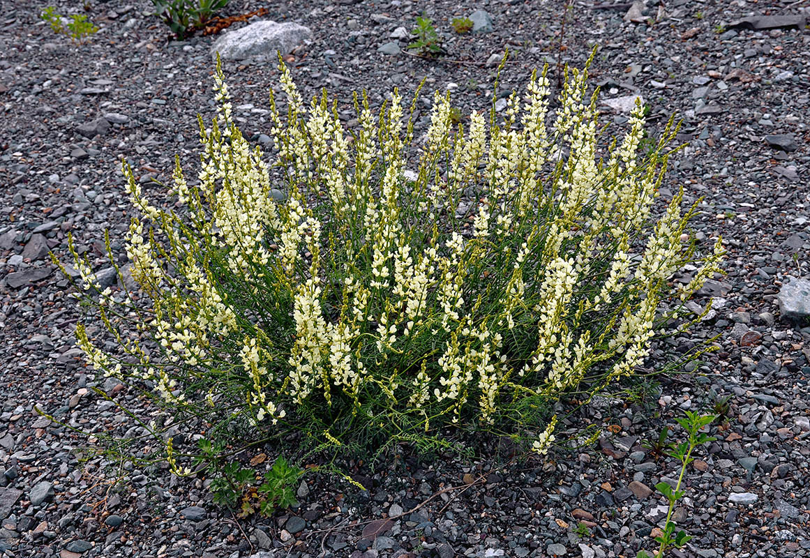Изображение особи Astragalus katunicus.