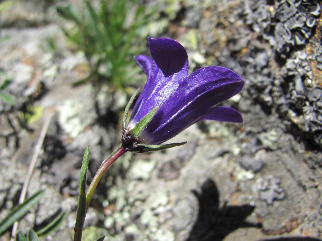 Изображение особи Campanula saxifraga.