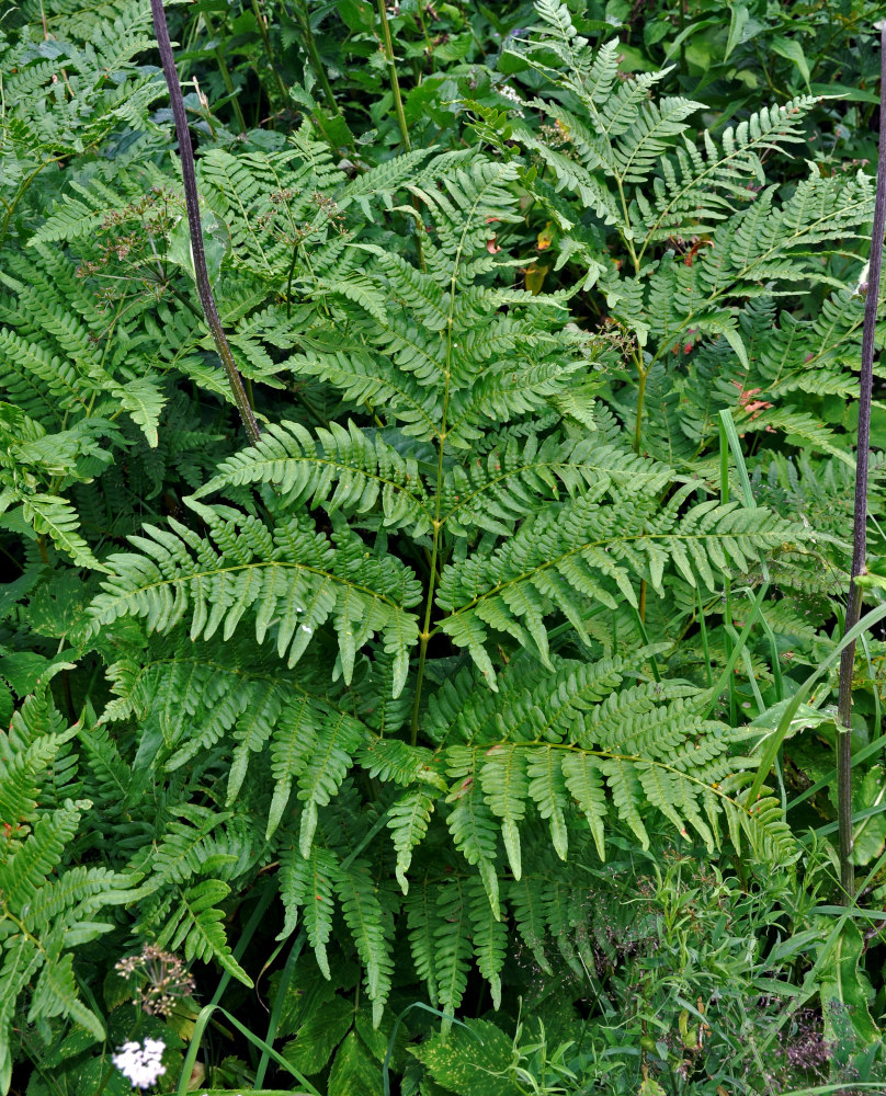 Изображение особи Pteridium pinetorum.