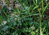 Daucus carota