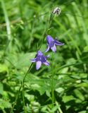 Campanula turczaninovii