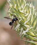 Agropyron pinifolium