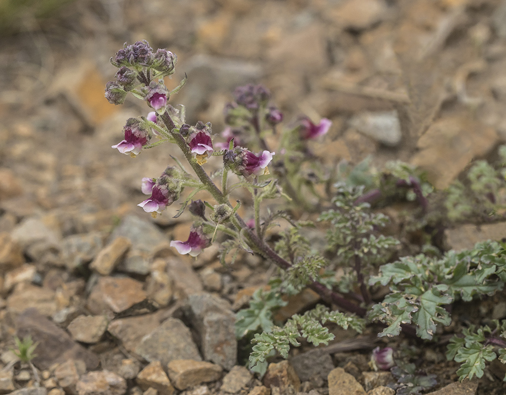 Изображение особи Scrophularia ruprechtii.