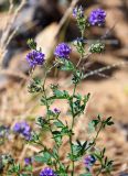 Medicago sativa