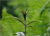 Lysimachia vulgaris