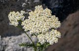 Achillea millefolium. Соцветия. Армения, обл. Арагацотн, с. Ахцк, ≈ 1000 м н.у.м., среди развалин. 20.06.2022.