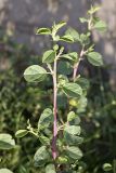 Capparis herbacea