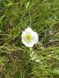 Papaver amurense