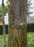 Eucommia ulmoides. Часть ствола молодого дерева. Нидерланды, г. Venlo, \"Floriada 2012\". 11.09.2012.
