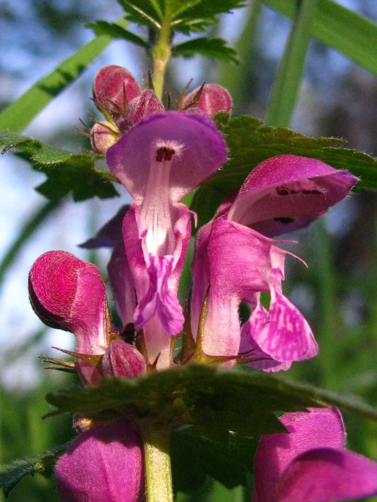 Изображение особи Lamium maculatum.