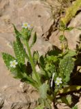 Anchusa milleri